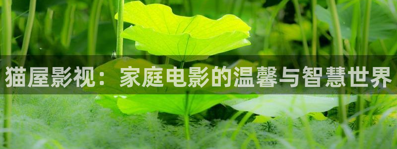 四虎成人影音